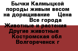 Бычки Калмыцкой породы живым весом на доращивание. › Цена ­ 135 - Все города Животные и растения » Другие животные   . Костромская обл.,Волгореченск г.